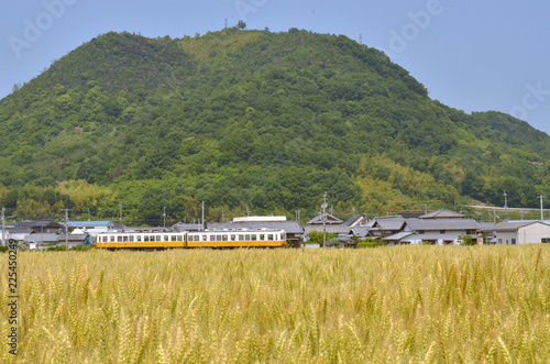 小麦畑とことでん
