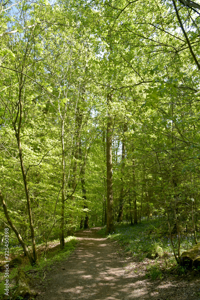 Footpath through Grizedale Forest, Lake District Footpath through Grizedale Forest, Lake District