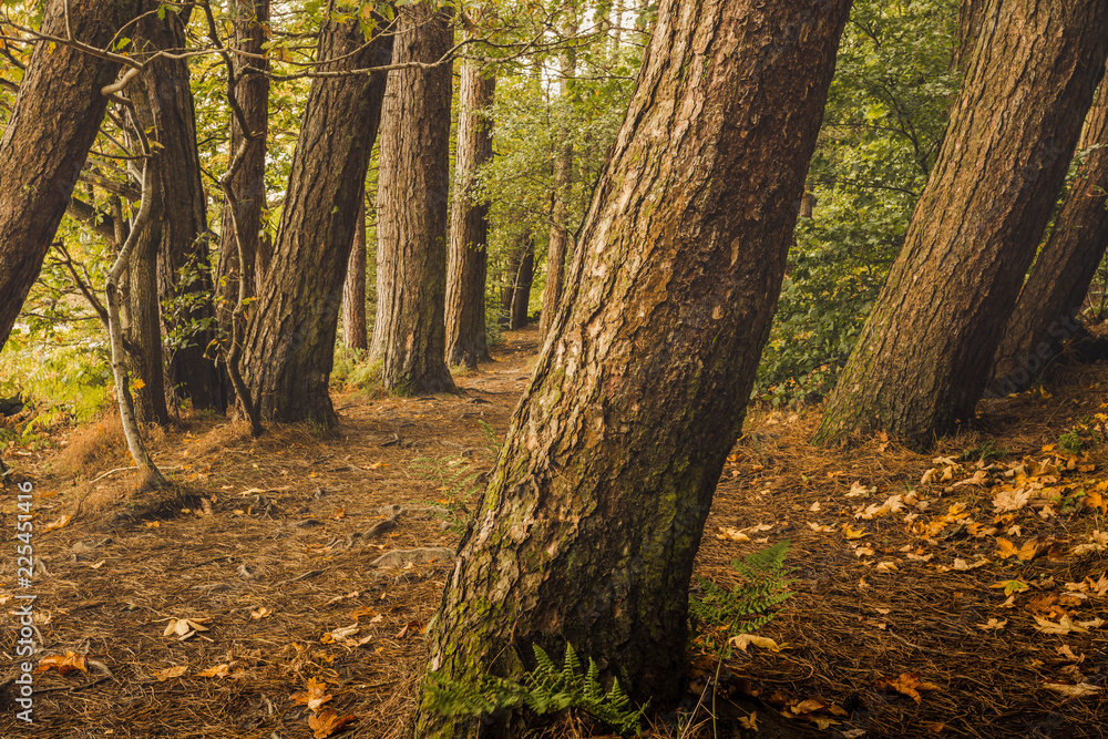 Trees and fallen leaves in English woodland Trees and fallen leaves in English woodland
