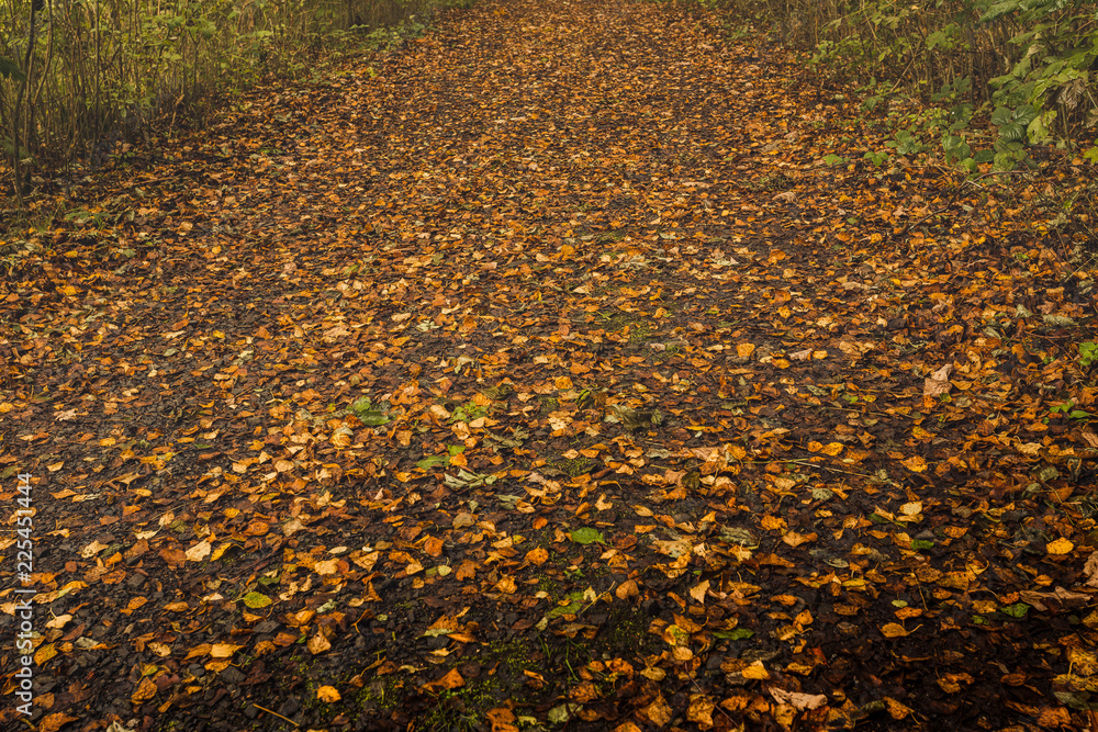 Trees and fallen leaves in English woodland Trees and fallen leaves in English woodland
