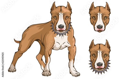 pit bull terrier, american pit bull, pet logo, dog pitbull, colored pets for design, colour illustration suitable as logo or team mascot, dog illustration, vector graphics to design