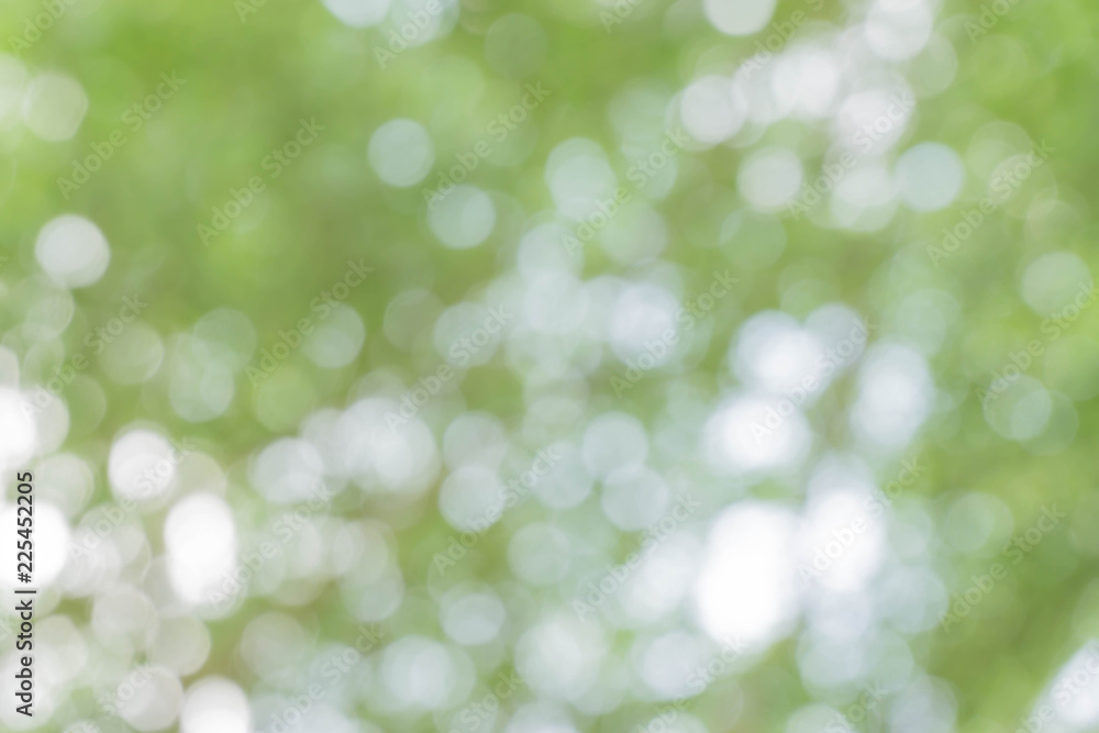Fototapeta premium green bokeh / bokeh from tree / Blurred nature background / green and white background from tree in sun light.