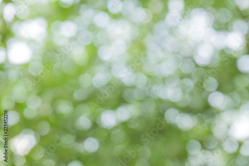 green bokeh / bokeh from tree / Blurred nature background / green and white background from tree in sun light.