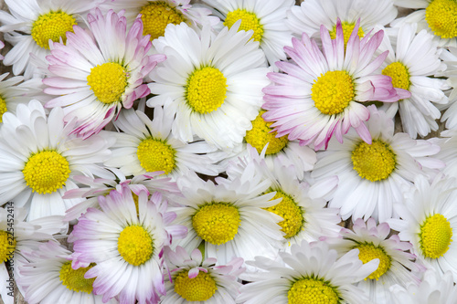 background with daisies flowers