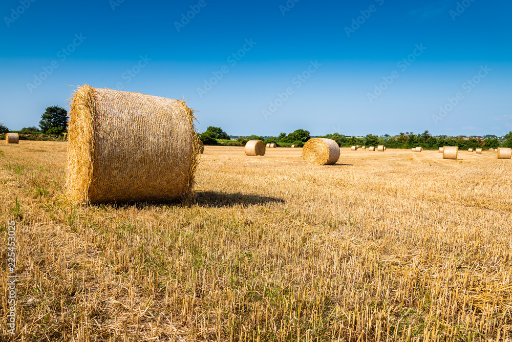 Field with hay bales after harvest in summer