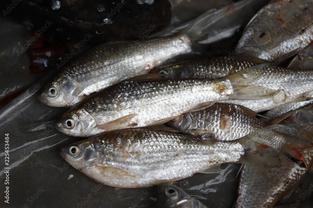 Cleaning and filleting a fresh fish. Cleaning and filleting a fresh fish.