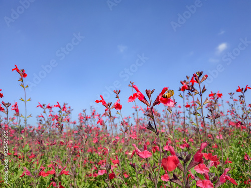 Fototapeta Naklejka Na Ścianę i Meble -  벌이 앉은 빨간 꽃과 가을 하늘
