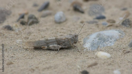 Grasshopper on sand, soft focus, macro photo