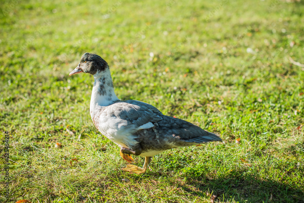 Interesting duck in a grass, bird concept, life of animals. Birdwatching Interesting duck in a grass, bird concept, life of animals. Birdwatching