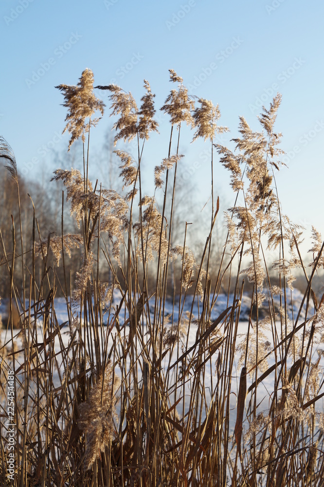 Obraz premium dry reed on winter lake on a clear day