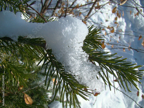 Wallpaper Mural Snow on spruce branches close up Torontodigital.ca