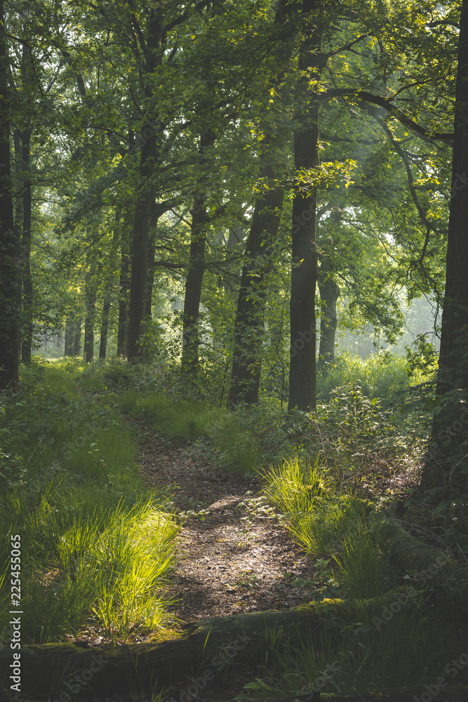 Fototapeta premium ścieżka w lesie. słońce wpadające przez drzewa z cieniami na ścieżce. wczesny poranny spacer po Oisterwijkse Bossen en Vennen.