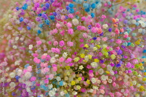 Marco view of colorful Gypsophila in full blossom creamy style © Ray