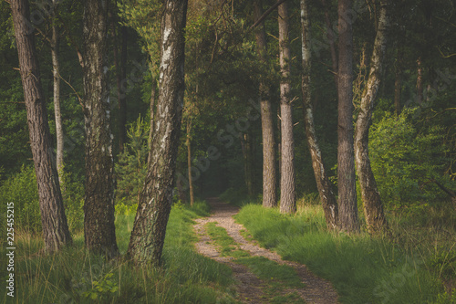 Path in forest. sun coming through the trees with shadows on path. early morning walk in the Oisterwijkse Bossen en Vennen. photo