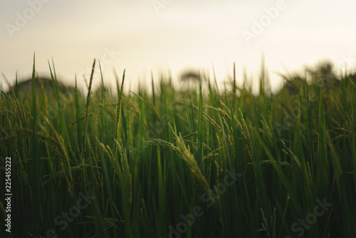 Green rice plants.