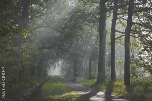 Sunlight coming through trees and foggy misty conditions on cycling and walking path. Zonlicht door de boomtoppen en mist over fietspad in Oisterwijkse Bossen en Vennen. photo