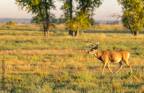 A Beautiful White-tailed Deer Buck in the Autumn Morning Sun