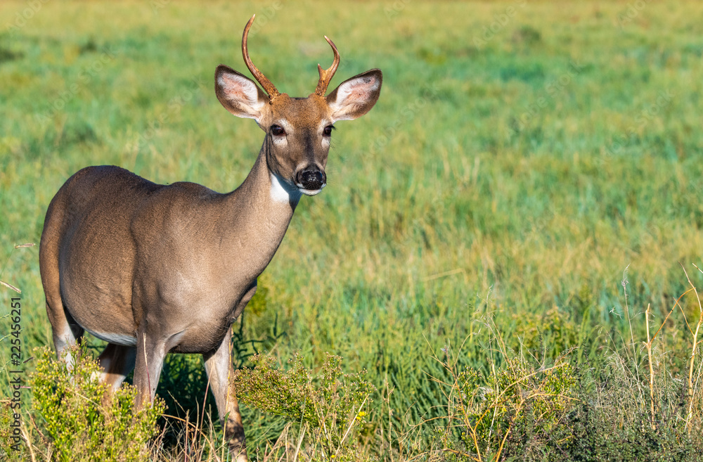 A Beautiful White-tailed Deer Buck in the Autumn Morning Sun A Beautiful White-tailed Deer Buck in the Autumn Morning Sun