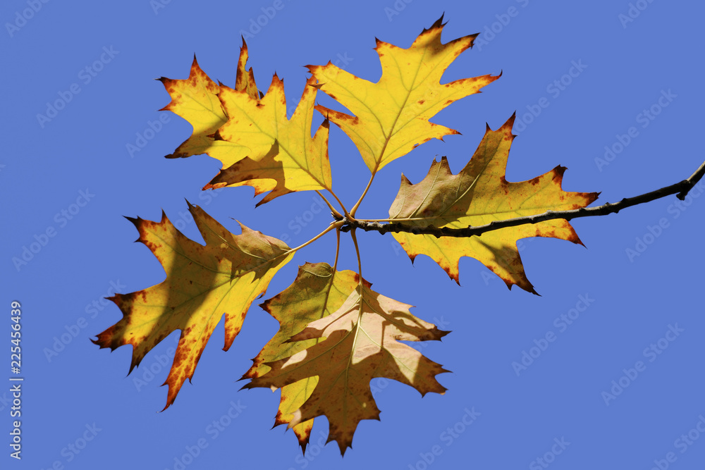 Obraz premium Colorful autumn leaves