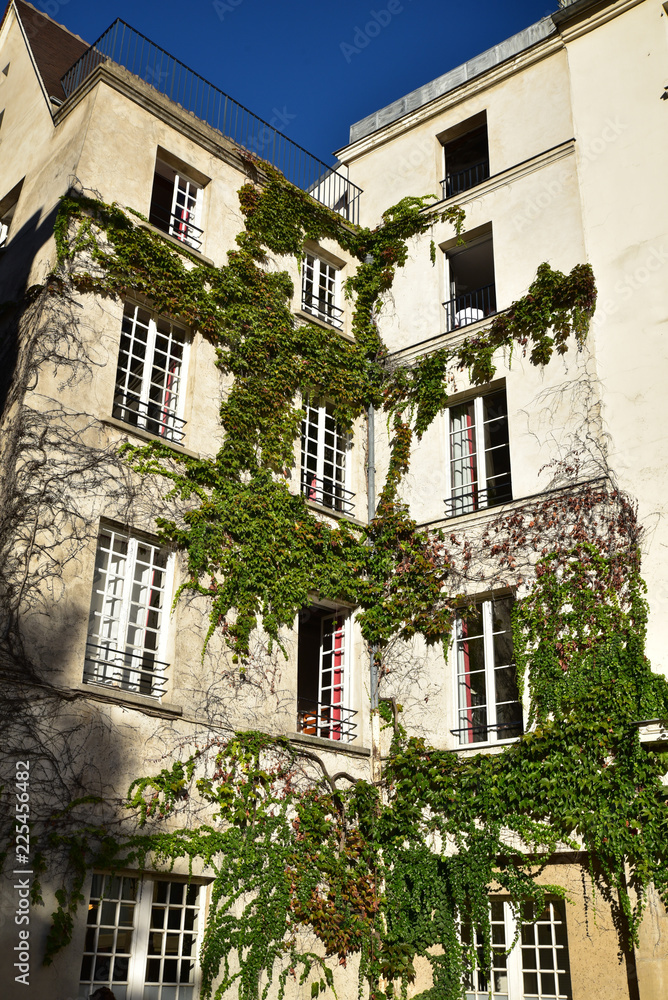 Fototapeta premium Vigne vierge dans le Marais à Paris, France