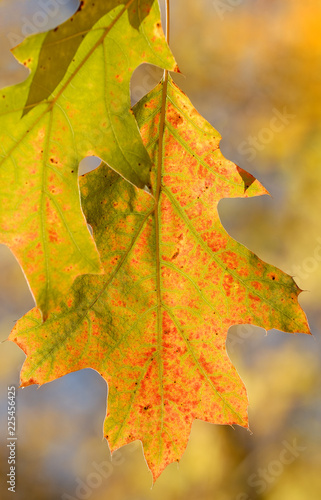 Colorful autumn leaves