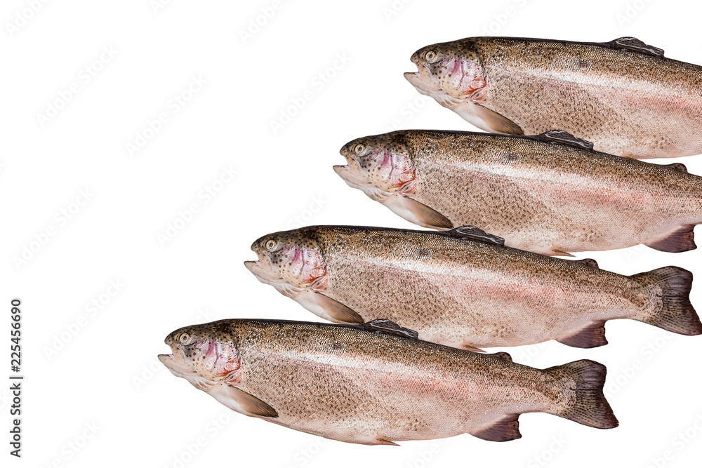 Fresh fish. Trout on white background. Fresh fish. Trout on white background.