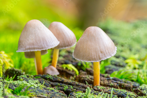 Group of small mushrooms with yellow stalks
