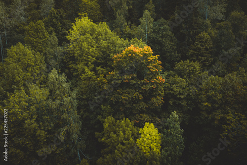 The autumn forest seen from drone © A.Film