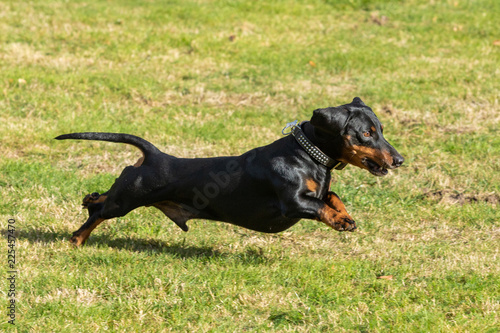 dachshund running and jumping on the lawn