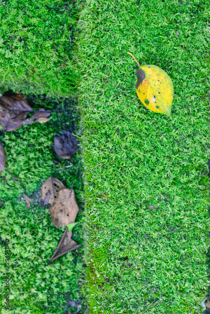 Obraz premium 苔と秋