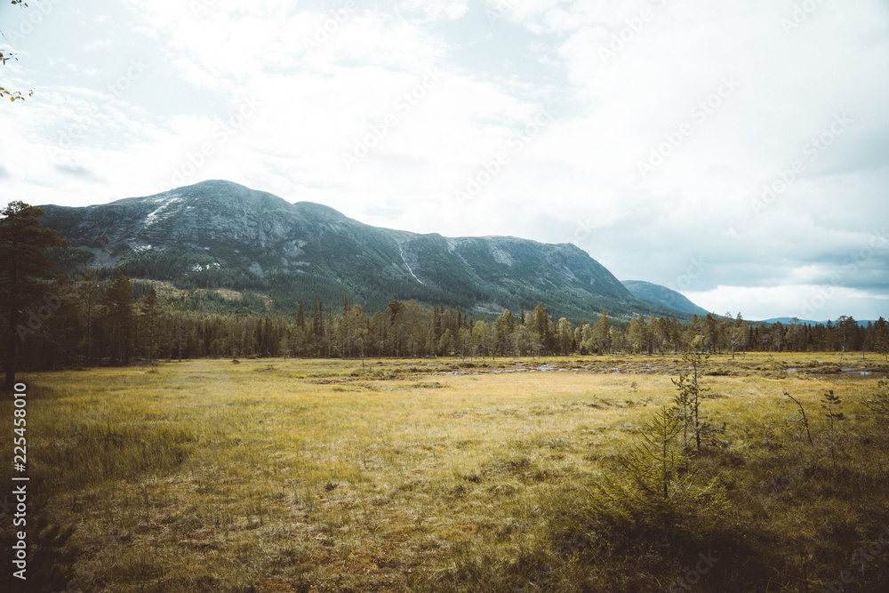 Fototapeta premium The Vassfaret forest in Norway