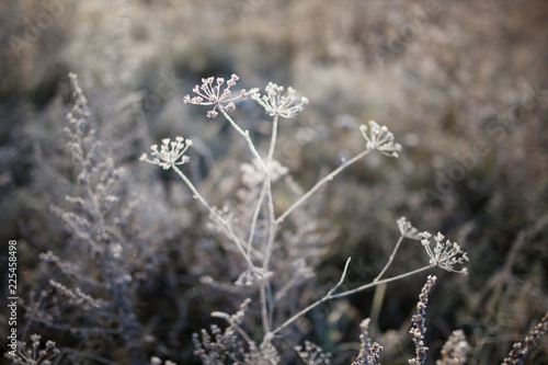 Hoarfrost on dry grass in meadow. Frost covered grass or wild flowers. First frost in autumn countryside meadow. Winter background. © fadzeyeva