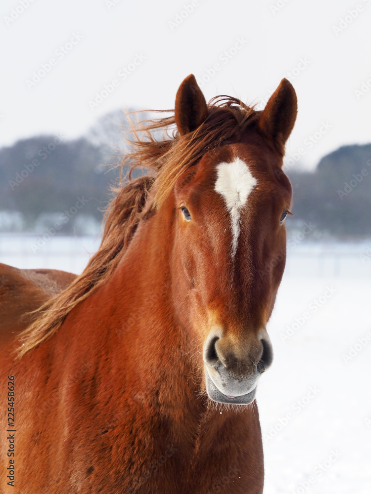 Suffolk Punch in the Winter Suffolk Punch in the Winter