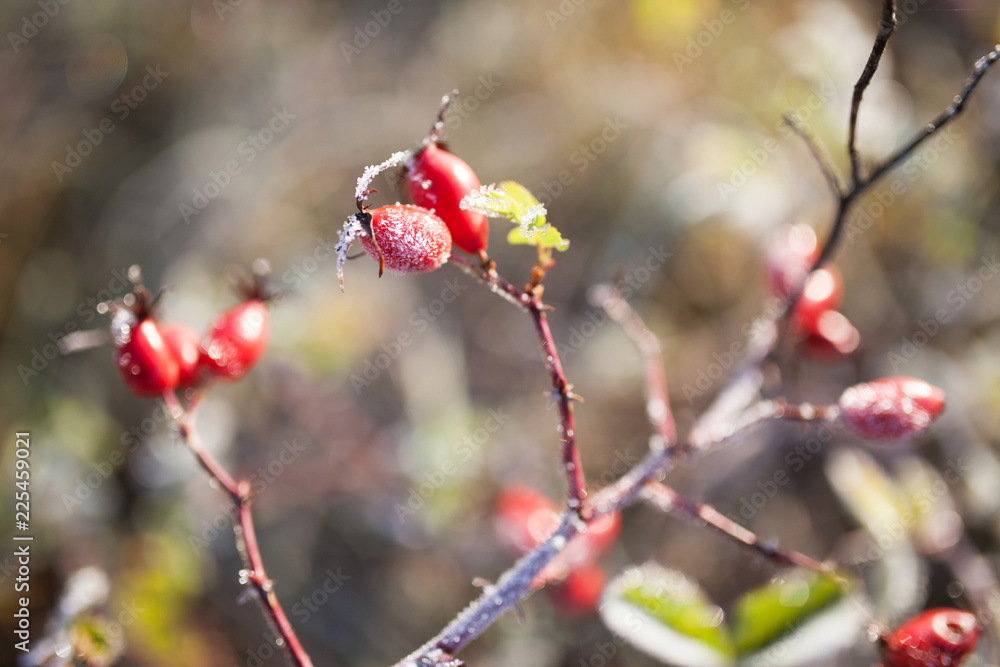 Red rosehip berries with snow. A wild rose shrub with frost and a blue sky in the background. First frost in autumn. Hoarfrost on dogrose branches. Red rosehip berries with snow. A wild rose shrub with frost and a blue sky in the background. First frost in autumn. Hoarfrost on dogrose branches.
