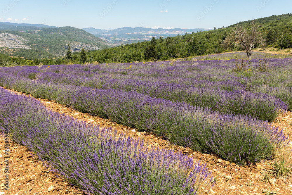 Obraz premium Lavender field in Provence, near Sault, France