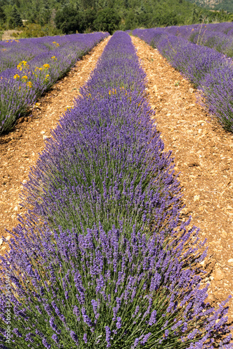 Fototapeta Naklejka Na Ścianę i Meble -  Lavender field in Provence, near Sault, France