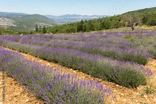 Fototapeta Naklejka Na Ścianę i Meble -  Lavender field in Provence, near Sault, France