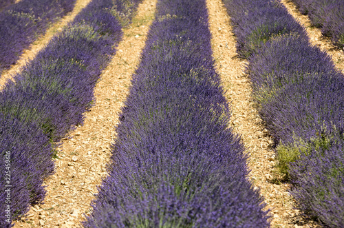 Fototapeta Naklejka Na Ścianę i Meble -  Lavender field in Provence, near Sault, France