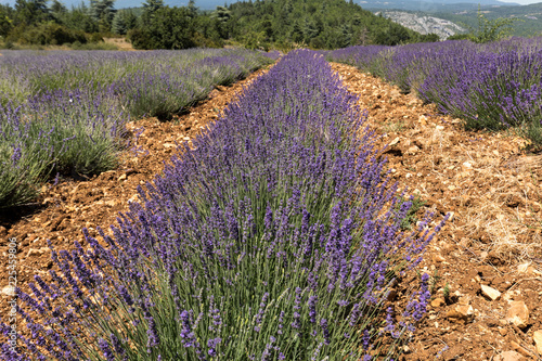 Fototapeta Naklejka Na Ścianę i Meble -  Lavender field in Provence, near Sault, France