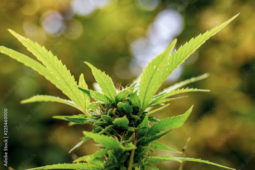 Looking down at the crown bud of a marijuana plant growing