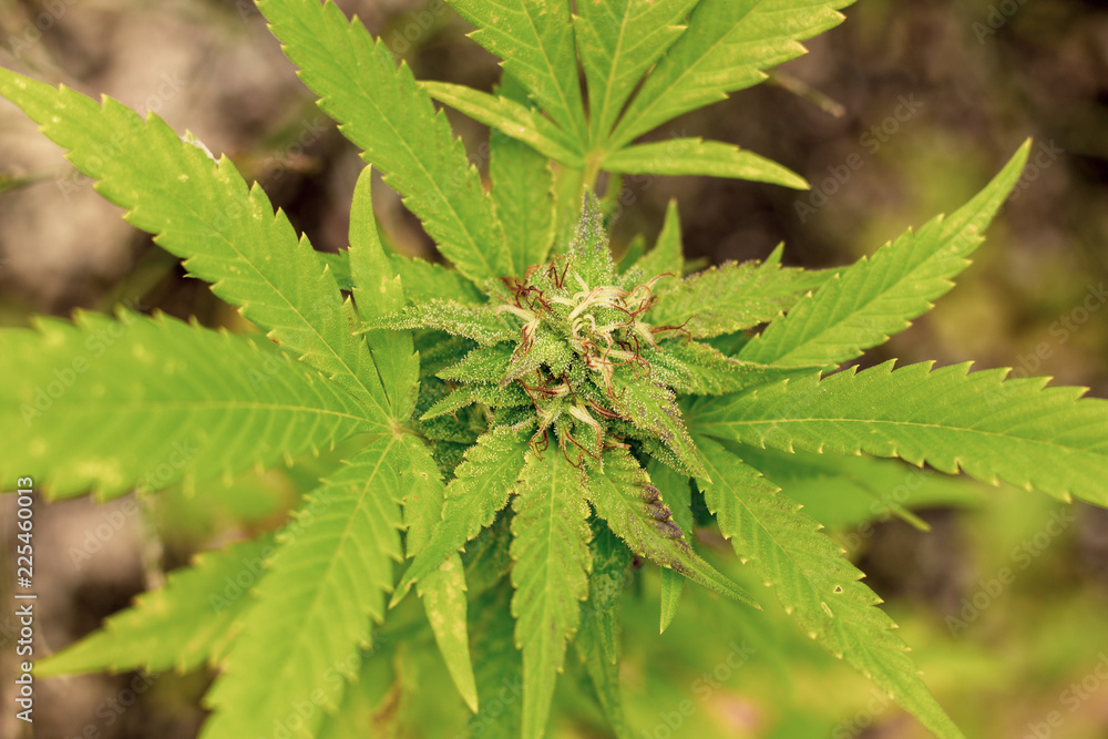 Looking down at the crown bud of a marijuana plant growing