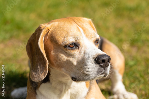 beagle head portrait in the grass © Nicole Lienemann