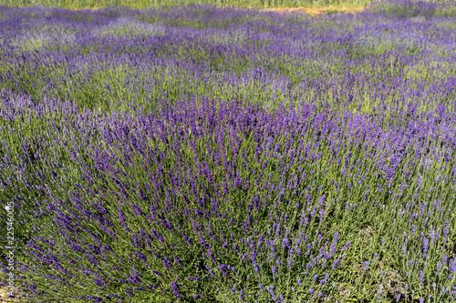 Fototapeta Naklejka Na Ścianę i Meble -   the blooming lavender flowers in Provence, near Sault, France