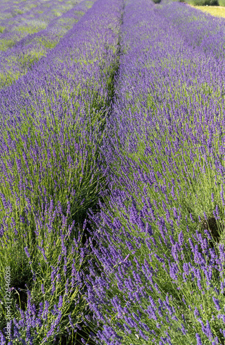 Fototapeta Naklejka Na Ścianę i Meble -   the blooming lavender flowers in Provence, near Sault, France
