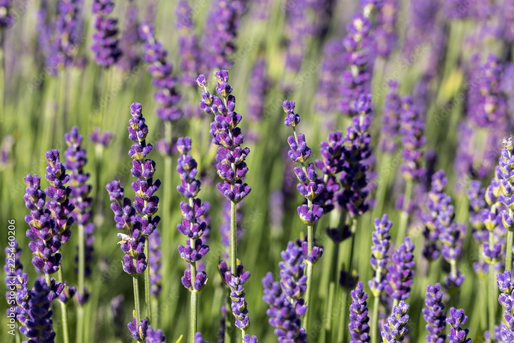 the blooming lavender flowers in Provence, near Sault, France the blooming lavender flowers in Provence, near Sault, France