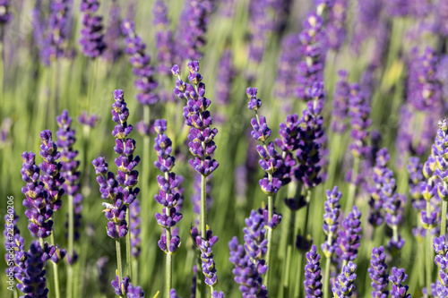  the blooming lavender flowers in Provence, near Sault, France