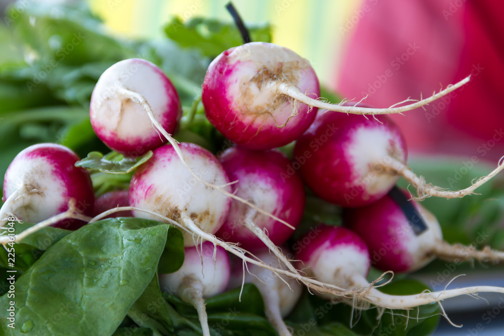 radishes harvested in the organic garden for sale at the street fair radishes harvested in the organic garden for sale at the street fair