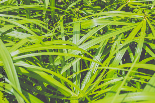 papyrus plant leaves