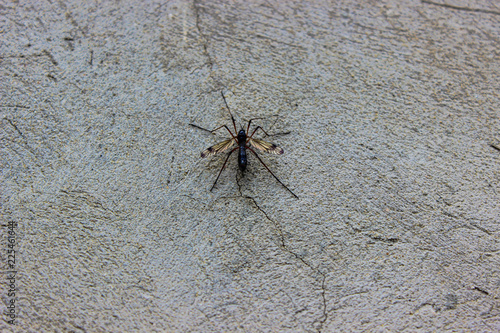 mosquito sucking blood on a background