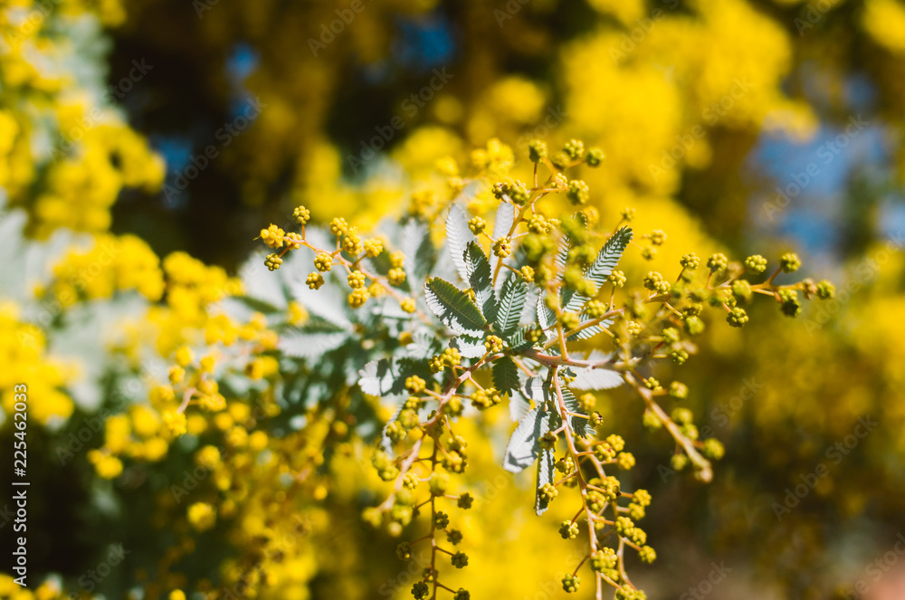 Australian national flower, golden wattle Australian national flower, golden wattle